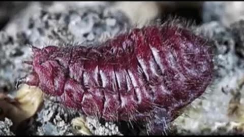 OMG we've ALREADY been EATING BUGS ( parasites ) COCHINEAL extract; GOOGLE IT