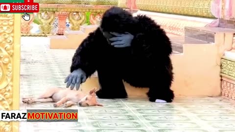 New Gorilla Attack prank Video, Gorilla Prank on Public Funny Video 🤣🤪