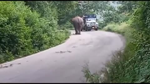 Road Blocked by an Elephant seen by Owusu