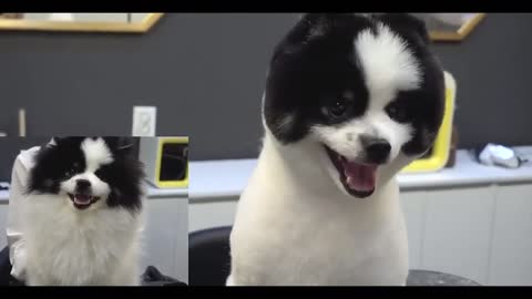 Cutest Pomeranian Teddy Bear - 4 Dogs Before And After Grooming.mp4