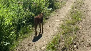 New Baby Moose Meets People