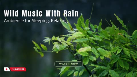 Sleep and Relax to Wild Rain Ambience with Soothing Music - Your Ultimate Sleeping Companion