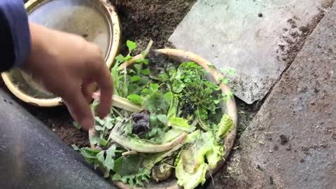 Indoor tortoise care for Mediterranean - pet setup enclosure tips - natural modern keeping methods19