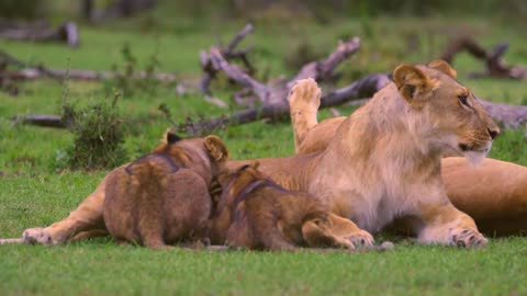 Lion Cubs Feeding From Mother