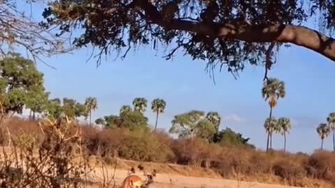 Leopard jumps down from trees to hunt,it’s so amazing