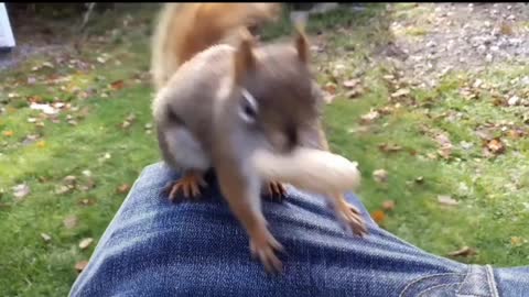 Squirrel can sing 🐿️