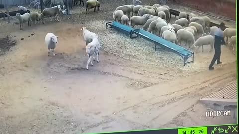 As you can imagine, this lamb will end badly