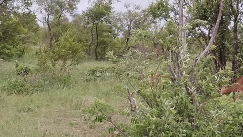 Dangerous impala fight