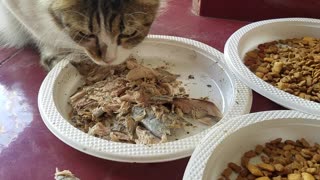Cat eating fish part 2
