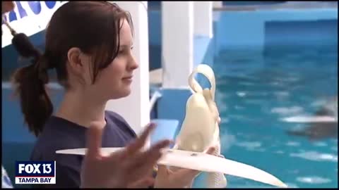 Remembering Winter- Star of 'Dolphin Tale' dies at 16_Cut