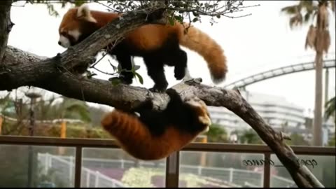 RED PANDA - Don't watch without smiling! 😂🔥 - #funny #funnyfails #funnyvideo #humor #humour
