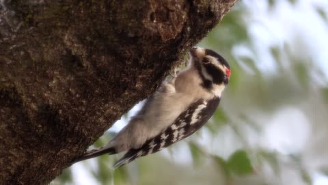 Downy Woodpecker Pecking in Slow Motion