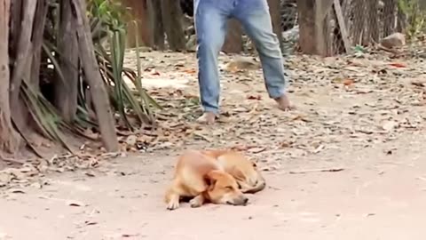 Troll Prank Dog Funny & fake Lion and Fake Tiger Prank To dog