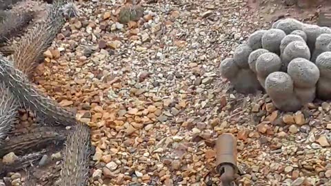 The Octopus Cactus in Phoenix, Arizona at the Desert Botanical Museum 2/23/23