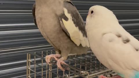 A parrot flirting with his lover
