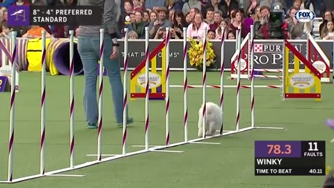 Best of the 2018 Masters Agility Championships | WESTMINSTER DOG SHOW (2018) | FOX SPORTS