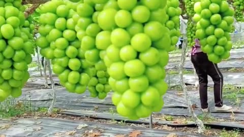 Amazing Grapes farming #fruitgarden #farming