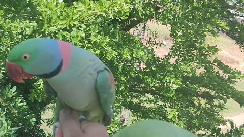 Cute talking parrot