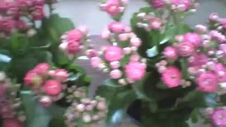 3 vases with flowers, lilac, pink and red at the flower shop, beautiful! [Nature & Animals]