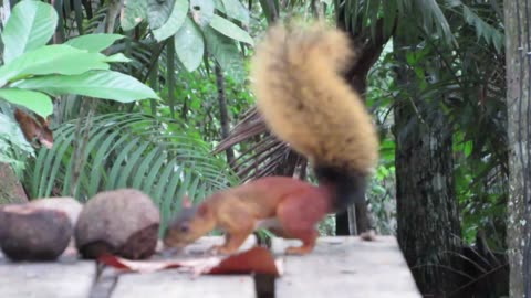 Quatipuru looking for Brazil nuts