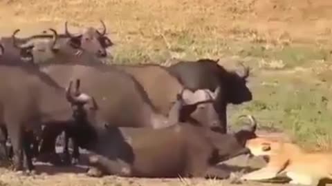 Look how these Buffalo's helps escape from the lion