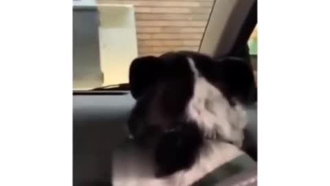 Funnydog | stop yelling !