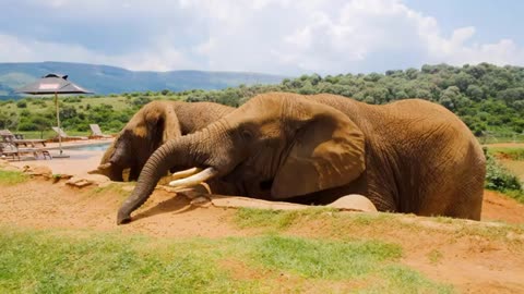 "Majestic 4K African Elephant Video: Witness the Grace and Power of These Magnificent Giants"