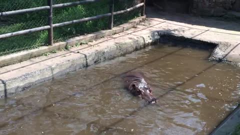 A hippo emerges from the water and yawns.