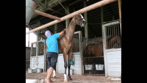 How to Groom (race) Horse