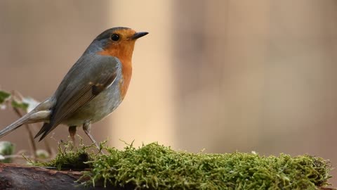 Nice Robin Bird