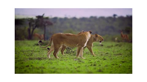 Two lionesses walk through the savannas in search of food