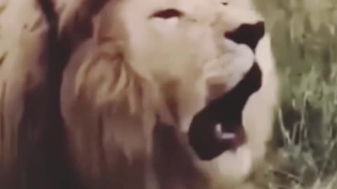 Lion Song How Funny