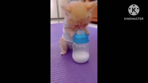 Baby Cat drunk a milk 🐹🐹🐹###Please subscribe ❤❤❤# Please Follow ❤🙏