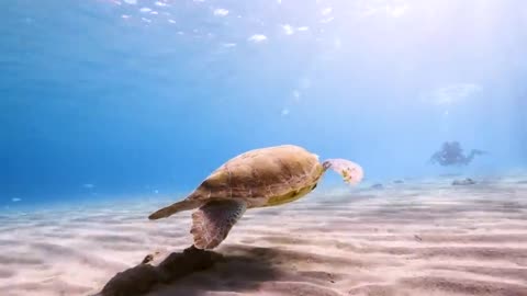 Animals of the Ocean 4K - Scenic Wildlife Film 480p