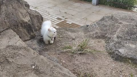 The angel that suddenly appears in the picture is a kitten