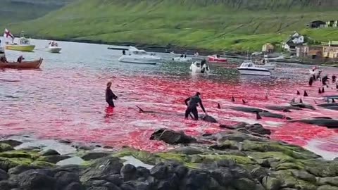 Danish Faroe Islands - 90 Pilot Whales Killed In Barbaric Blood Sport