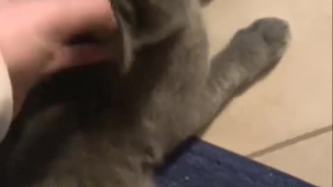 British Short Hair Kitten ( 6 months old) loves the tickle