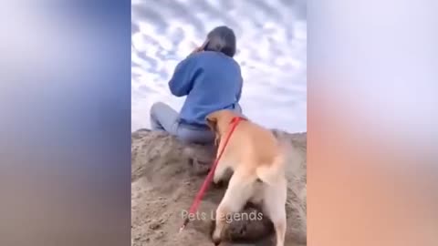 Funny Cats and Dogs Videos