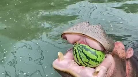 Hippo juicer