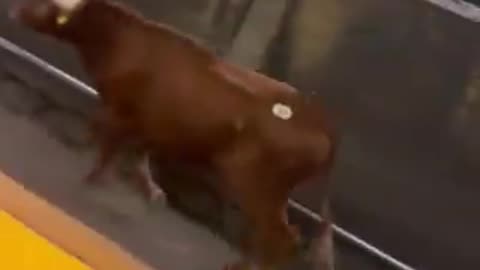 Loose bull spotted running on train tracks Newark Penn Station, resulting in delays, Short