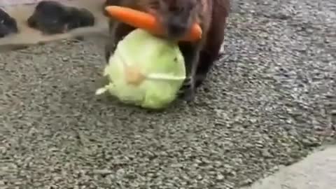 Beaver carrying a carrot and a head of lettuce back to his home