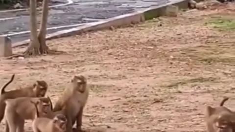 Monkey funny videos