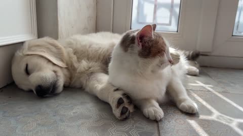 Pregnant Cat Reacts to Sleeping Golden Retriever Puppy