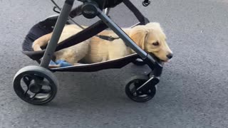 Puppy Riding in Stroller Has a Ruff Life