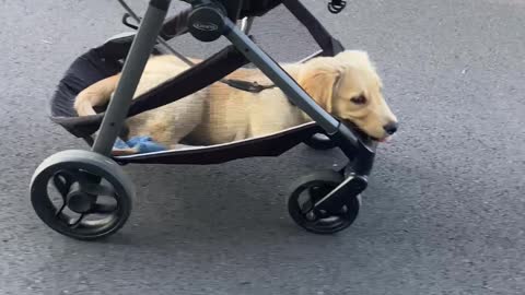 Puppy Riding in Stroller Has a Ruff Life