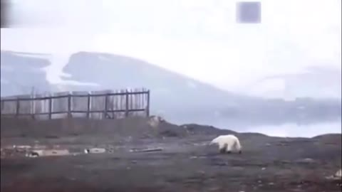 Wandering for 1,500 kilometers, polar bears forage in Russian cities.