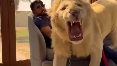 Lion's attitude and roar by nature😃