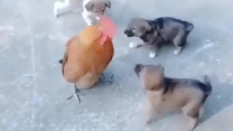 Funny Chicken Fighting Against Dog
