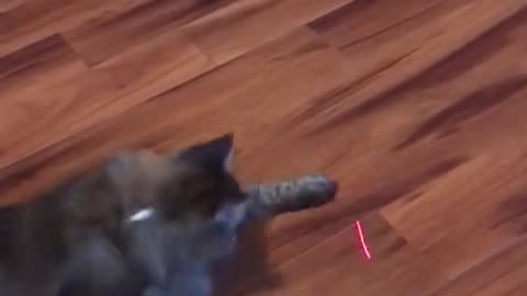 Cat Vs Laser Pointer 🐈 😂 - Funny Animal Reaction Videos