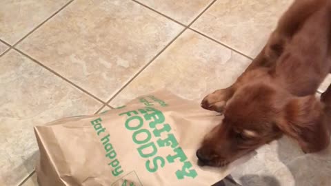 Golden Irish Puppy Gets Kitten Out of the Bag